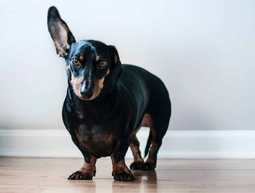 one possible reason why dogs are afraid of thunder is their amazing hearing