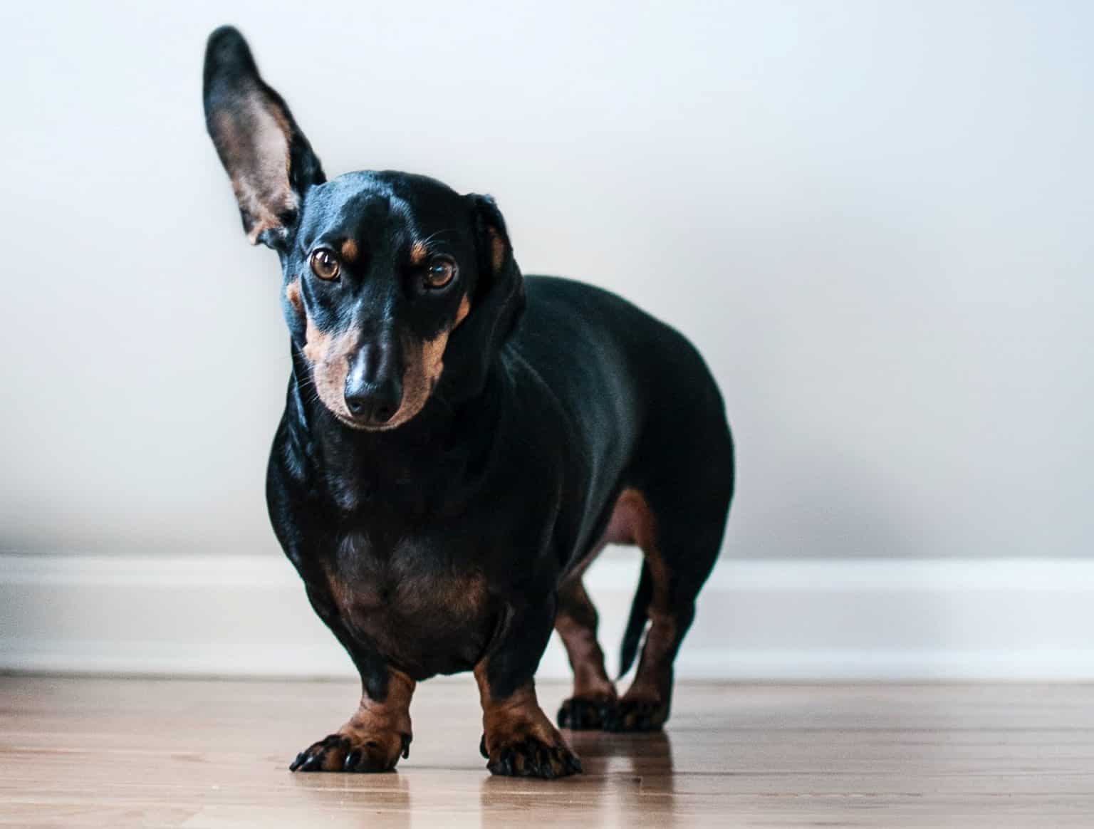 Why Are Dogs Afraid Of Thunder PD Insurance NZ Why are dogs afraid of thunder pd insurance nz