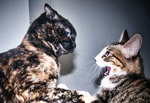 cat fight leads to a cat bite