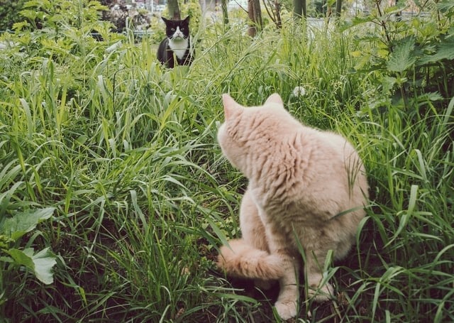 cat stalks another cat in lead up to a fight