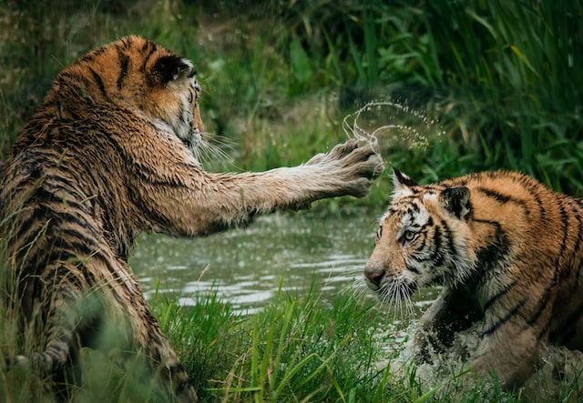 cat fights and bites happen with big cats too
