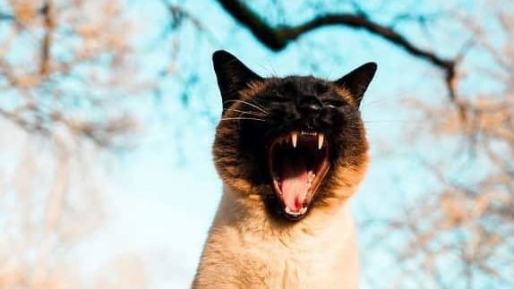 a cat bite from a cat fight can become easily infected