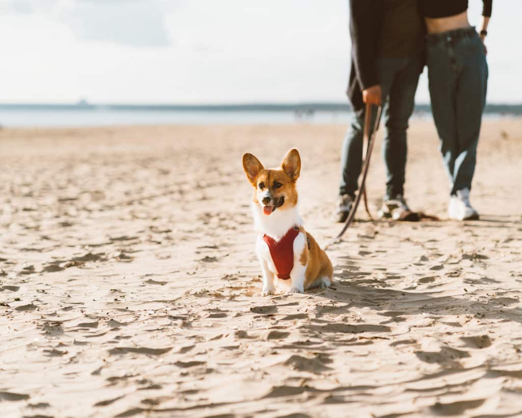 A leashed dog on the beach. Putting a lead on your dog will help protect NZ wildlife