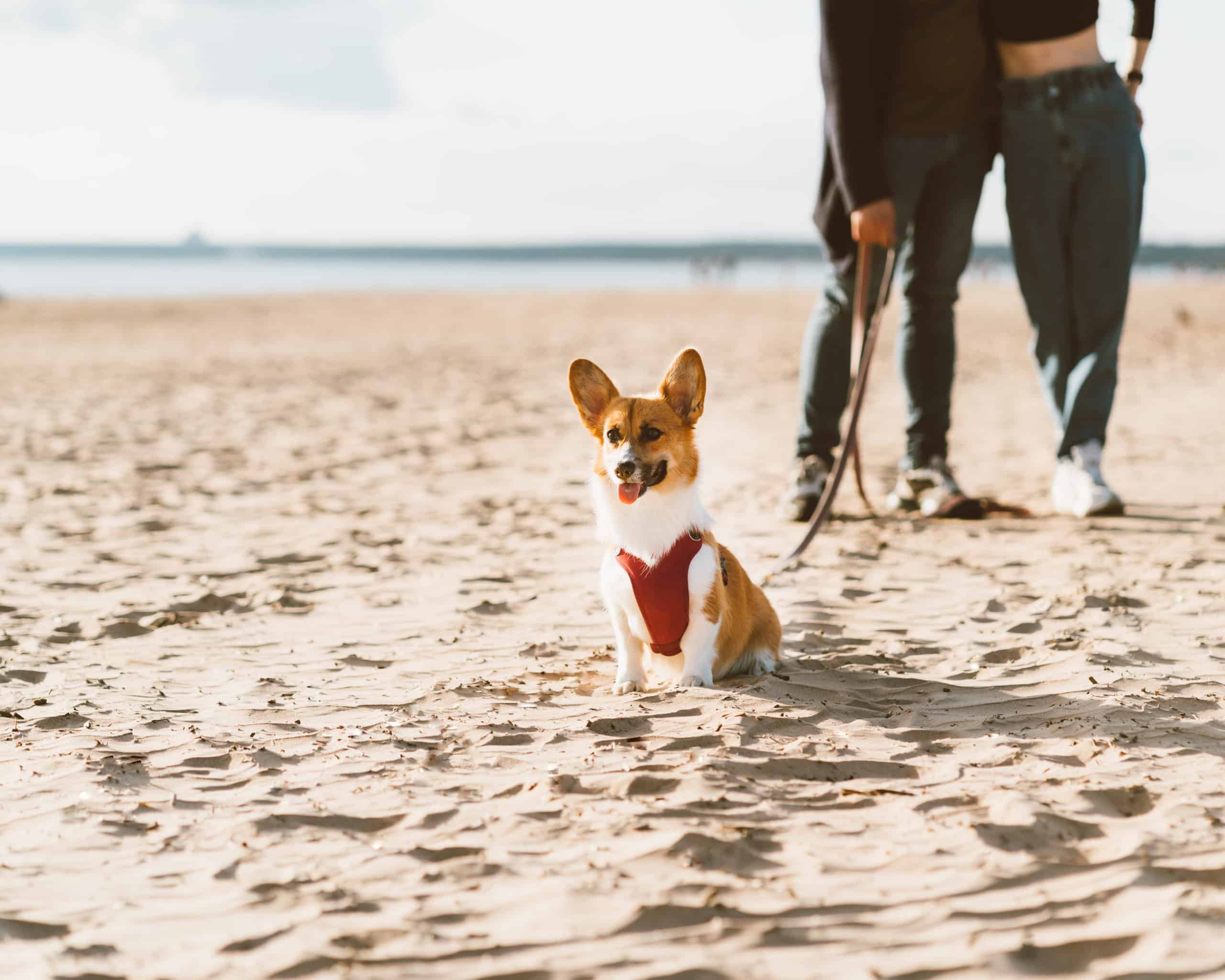 Both this man and woman walking a dog on a beach can say they are a responsible pet parent