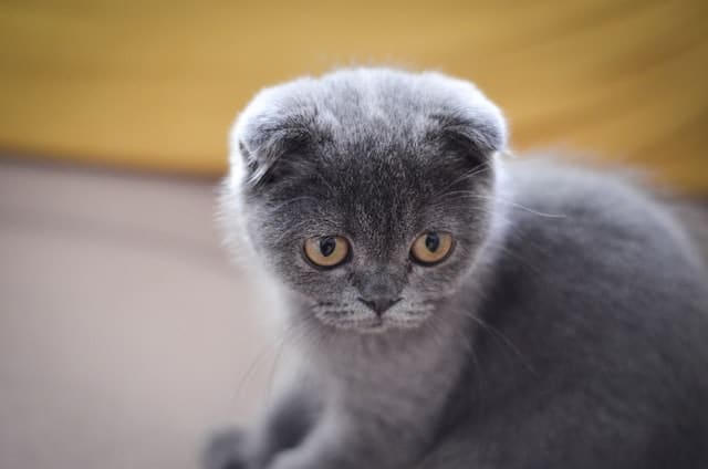 We consider the Scottish Fold one of the cutest cat breeds