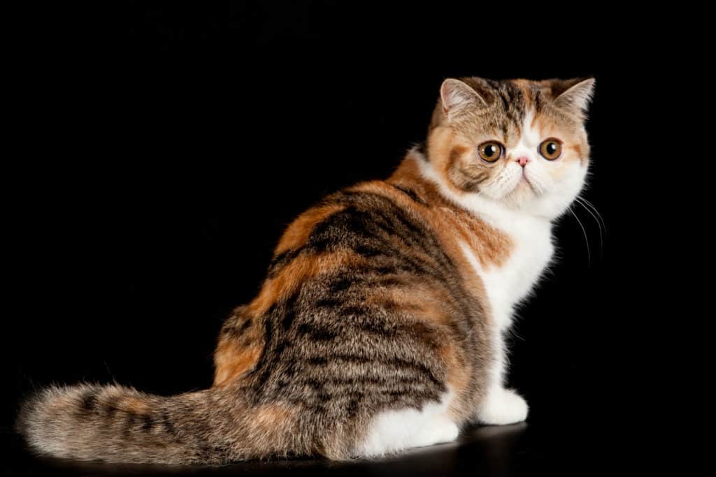 Exotic shorthair cat. Exotic domestic cat on black background.