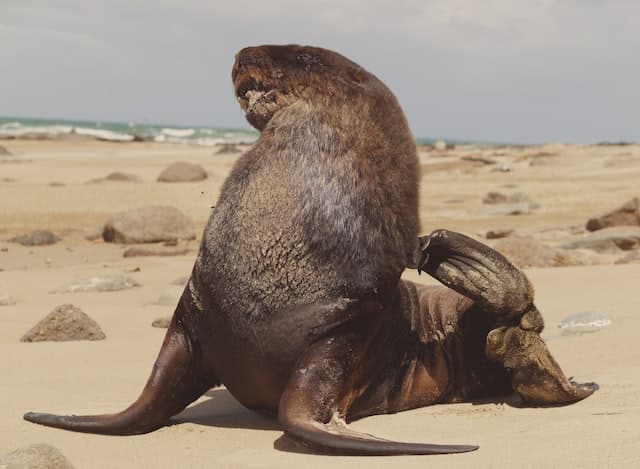 A fur sea, part of wildlife NZ