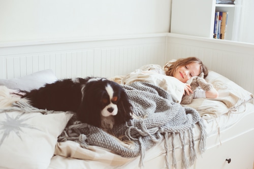 young child lying in bed next do Cavalier King Charles Spaniel dog