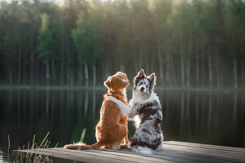Two dog sitting on a jetty on National Mutt Day, they could be mixed breed.
