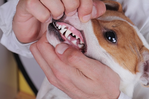 vet holding lips of small dog to check the gums for gingivitis and tooth decay