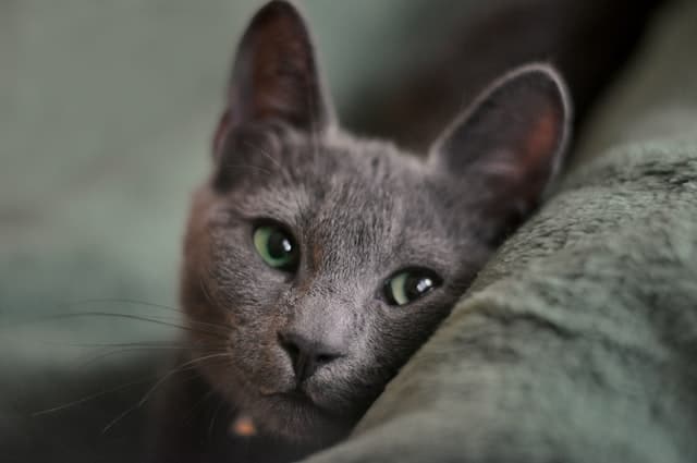 A Russian Blue cat looking into the camera, they're considered one of the cutest cat breeds