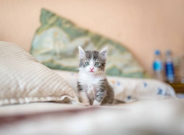 We consider the Munchkin one of the cutest cat breeds