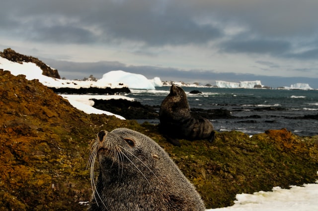 Two fur seals on the beach. Lead The Way Auckland focuses on reducing the impact of dogs on animals like these. he programme launched ahead of international Dog Day