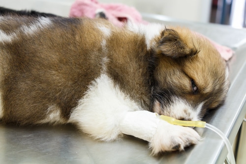 sick dog at vet with drip in leg. IV fluids are an important part of treating pancreatitis