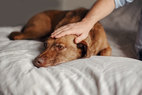 dog sick in bed