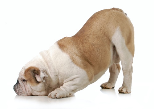 bulldog in praying position. Dogs with pancreatitis often stand like this due to pain