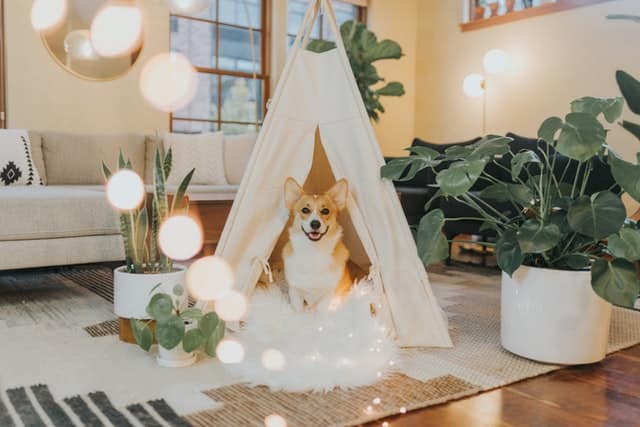 dog in a den with soft music playing to drown out thunder