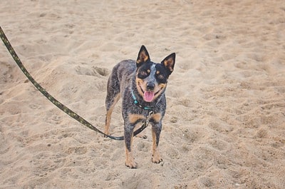 A dog on a lead on the beach. Keeping your dog on-lead is good for wildlife conservation, something to remember this Save Kiwi month.