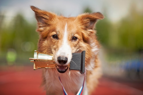 PD Pet wins Canstar title of best pet insurance in NZ