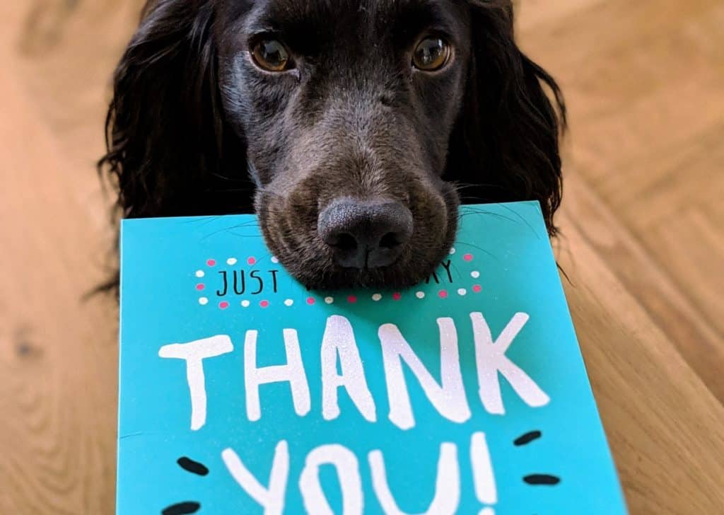 Thank you for choosing PD Pet as best pet insurance in NZ