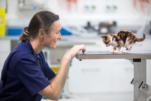 PD Pet works with NZ vets to be the best pet insurance in NZ