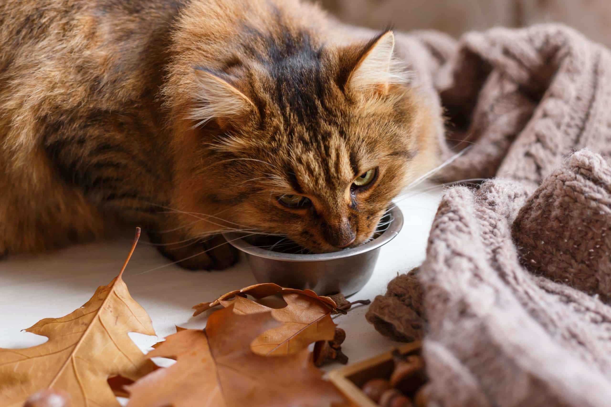 A cat drinking from a bowl of autumn leaves while being mindful of pet safety in summer.