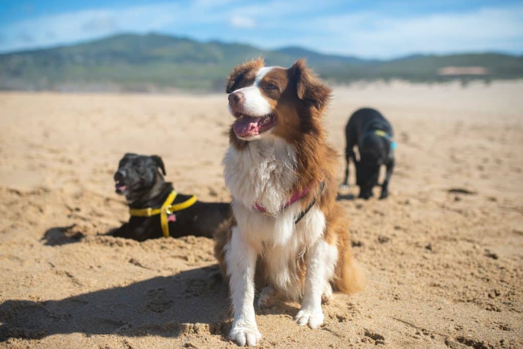 Conjunctivitis in dogs can be treated by a vet. Here two black dogs and one brown one take a break from running. 