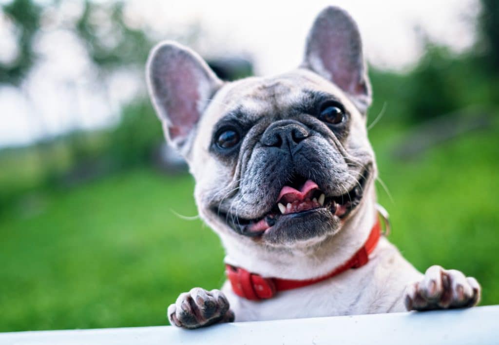 how-many-times-a-day-should-a-dog-eat-pd-insurance-nz