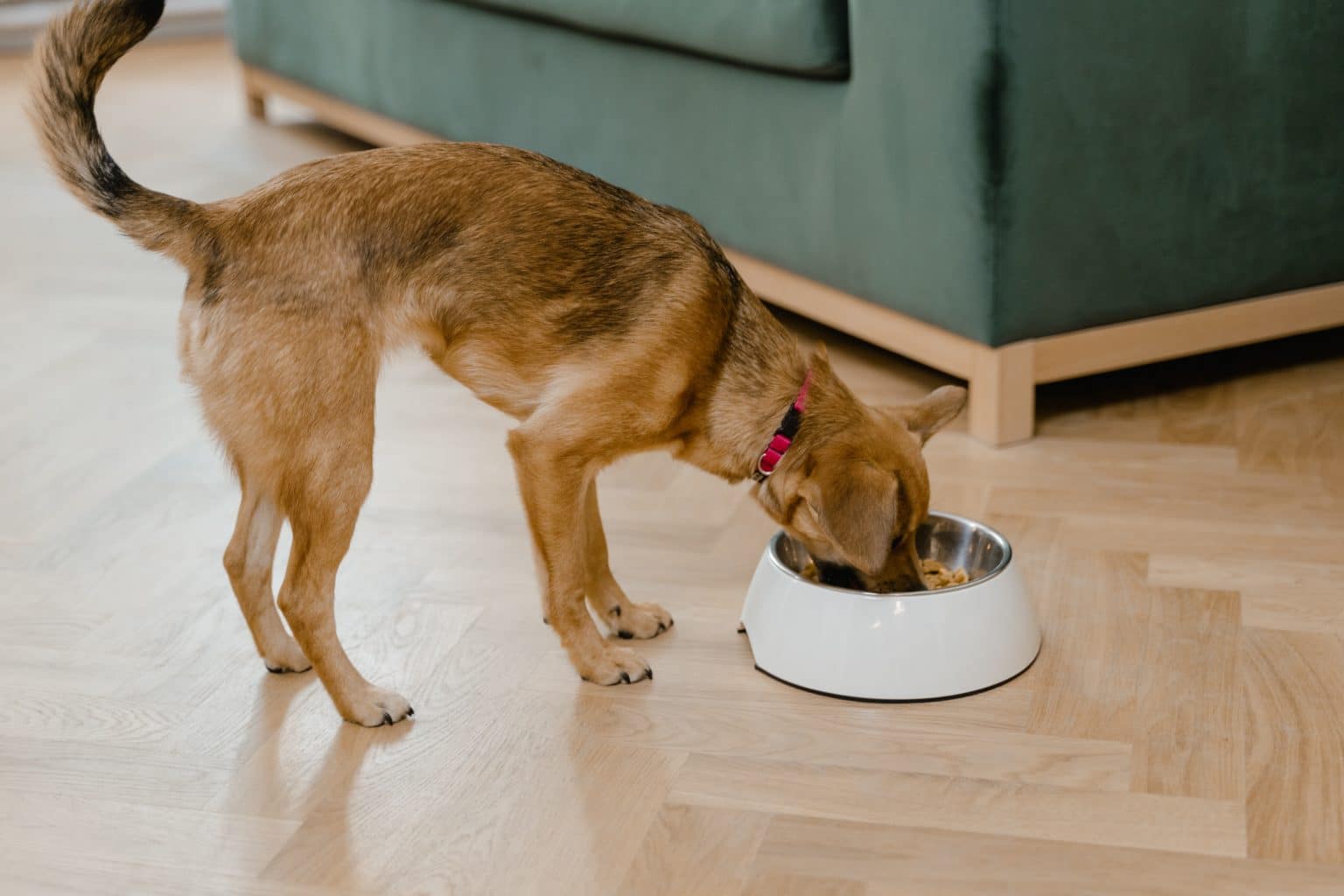 How Many Times a Day Should a Dog Eat? PD Insurance NZ