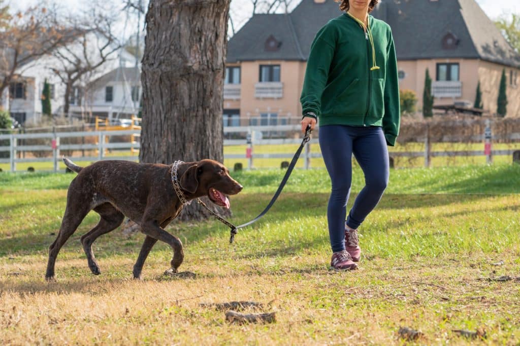 Here a big brown dog is being walked by a lady after its owner found out how to find a good pet sitter.