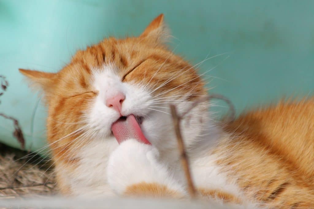 How to find a good pet sitter for added peace of mind. A ginger and white cat licks its paw while wondering how to find a good pet sitter for added peace of mind.