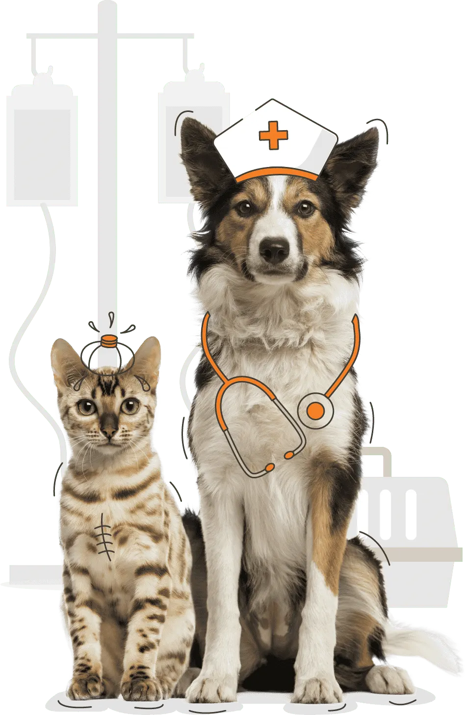 Pet Insurance NZ
