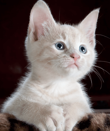 Cat Milk Is It Ever a Good Thing PD Insurance NZ