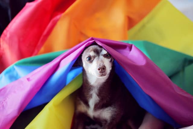 Chihuahua panting and shaking