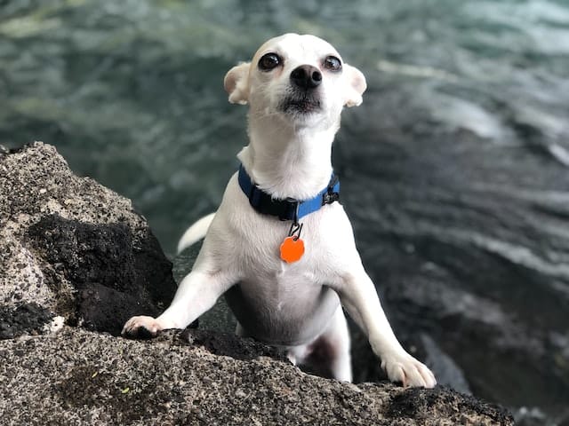 fear or excitement can small dogs (and sometimes big ones tremble