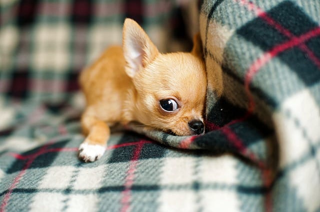 Chihuahua has low blood pressure 