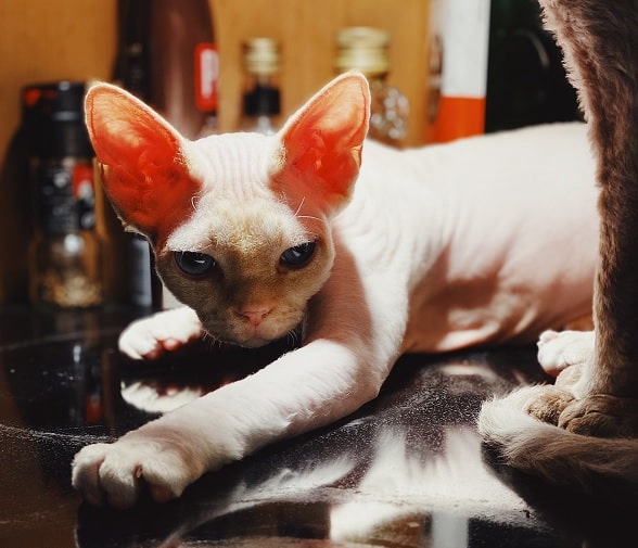 A beautiful Devon Rex cat laying on the floor. This is a smart breed that's able to do cat tricks