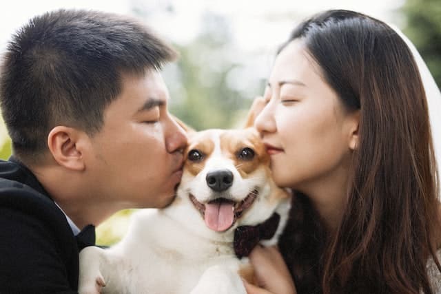 happy dog recovers from dog ear infection
