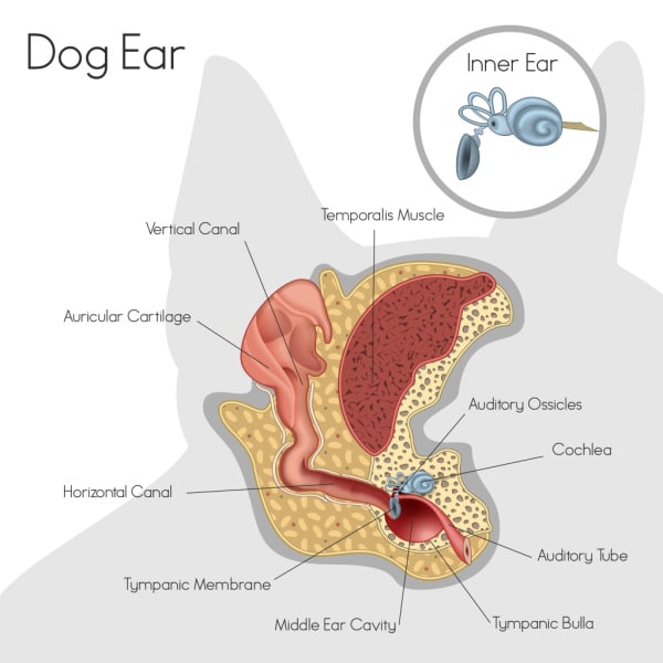 ear anatomy shows why a dog ear infection is so common
