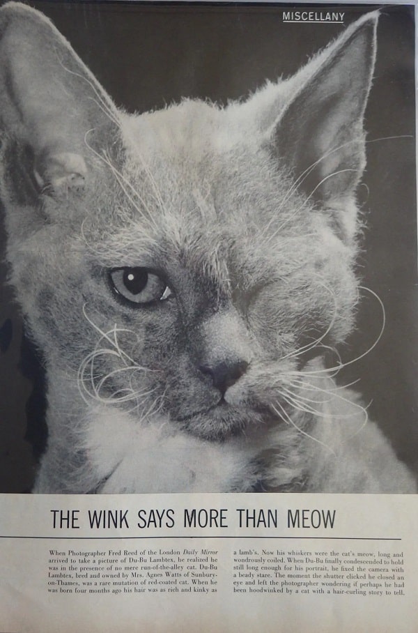 The Daily Mail newspaper article featuring Lambtex - thought to be England's only curly-haired kitten. This is a smart breed that's able to do cat tricks