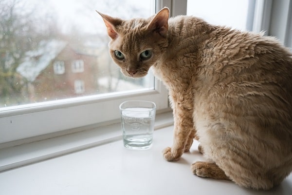 A ginger Devon Rex cat standing by a glass of water. This is a smart breed that's able to do cat tricks