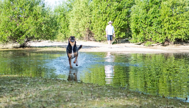 A Huntaway, also known as a New Zealand Heading Dog, running through a low stream. This working dog is tough and intelligent.