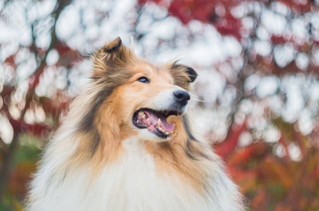 Bob Kerridge meets Lassie