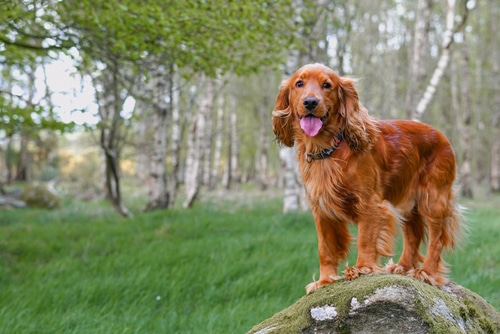 Rusty was a pet that helped Kerridge eventually see the Animal Welfare Act amended to include animal sentience