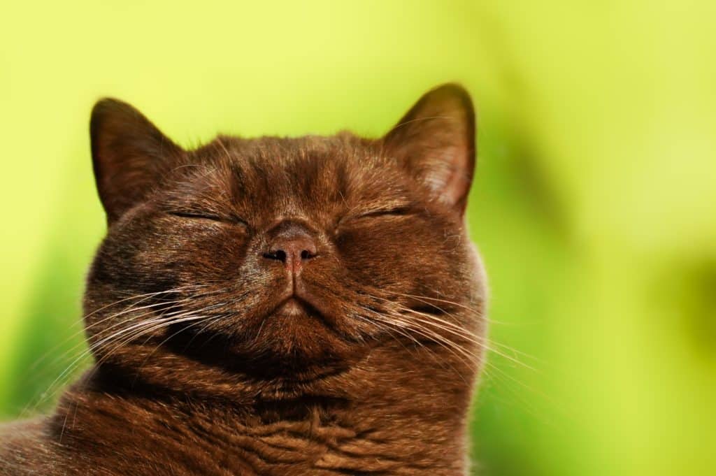 A Burmese cat can make a great pet, like this dark-brown fur baby closing its eyes here.