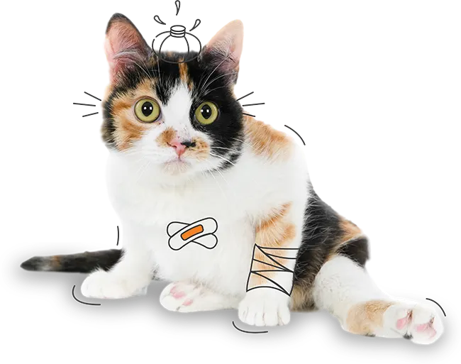 cat insurance NZ