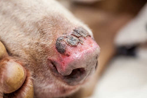 what would cause a dogs skin to turn red
