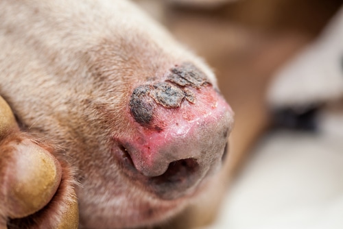 can dogs get sunburn - yes especially on their nose