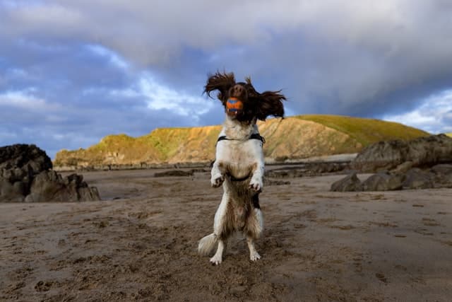 can dogs get sunburn - yes avoid outdoors between 10am and 4pm