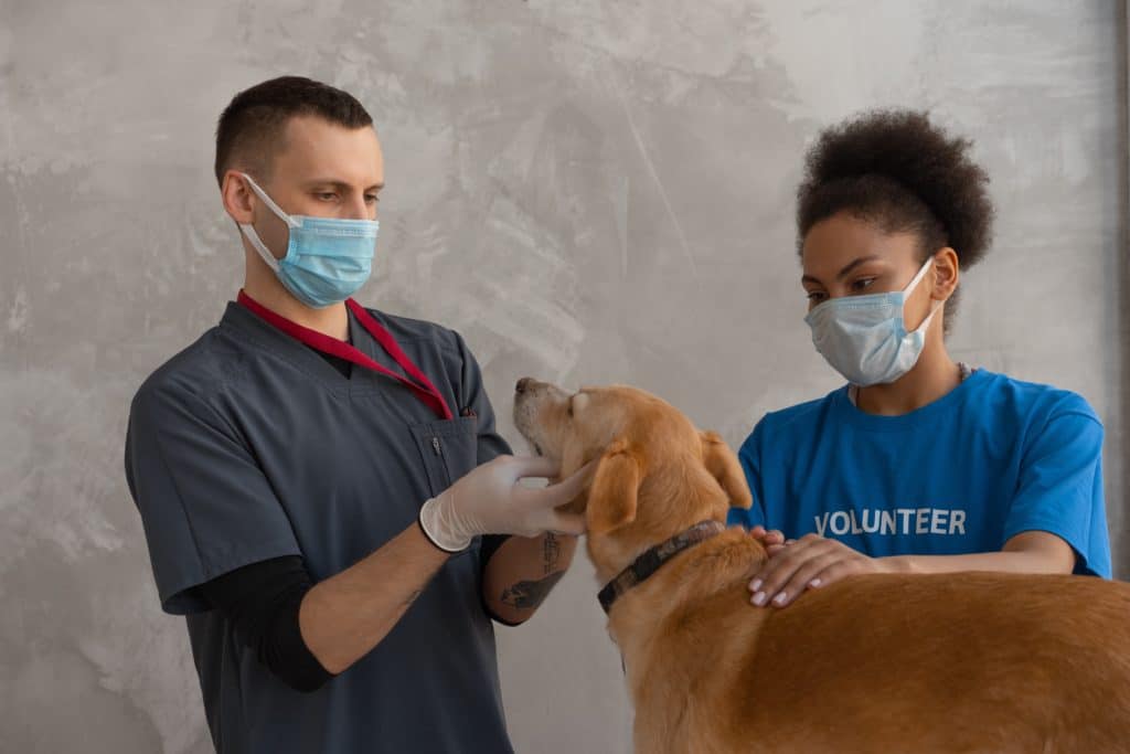 A vet will examine your pup to diagnose conjunctivitis or pink eye in dogs. This brown canine gets checked  by a male and female vet. 